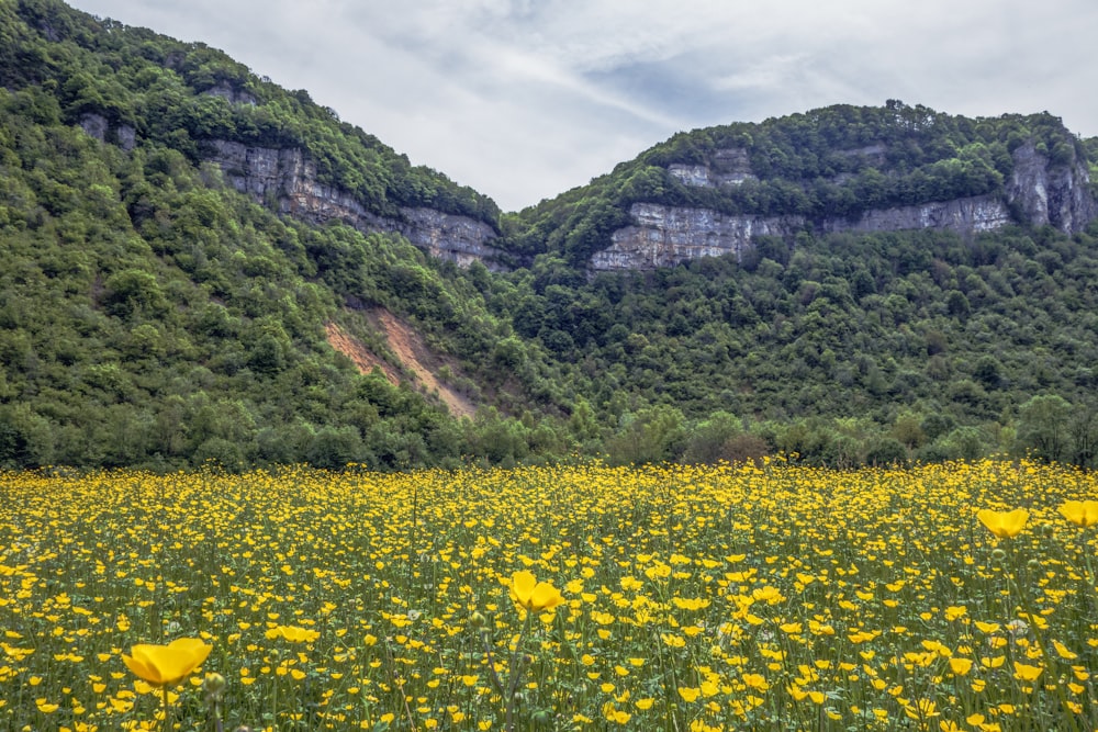 a field of yellow flowers