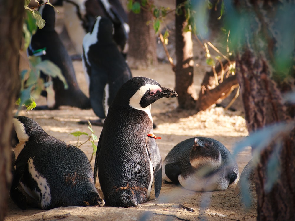 a group of penguins