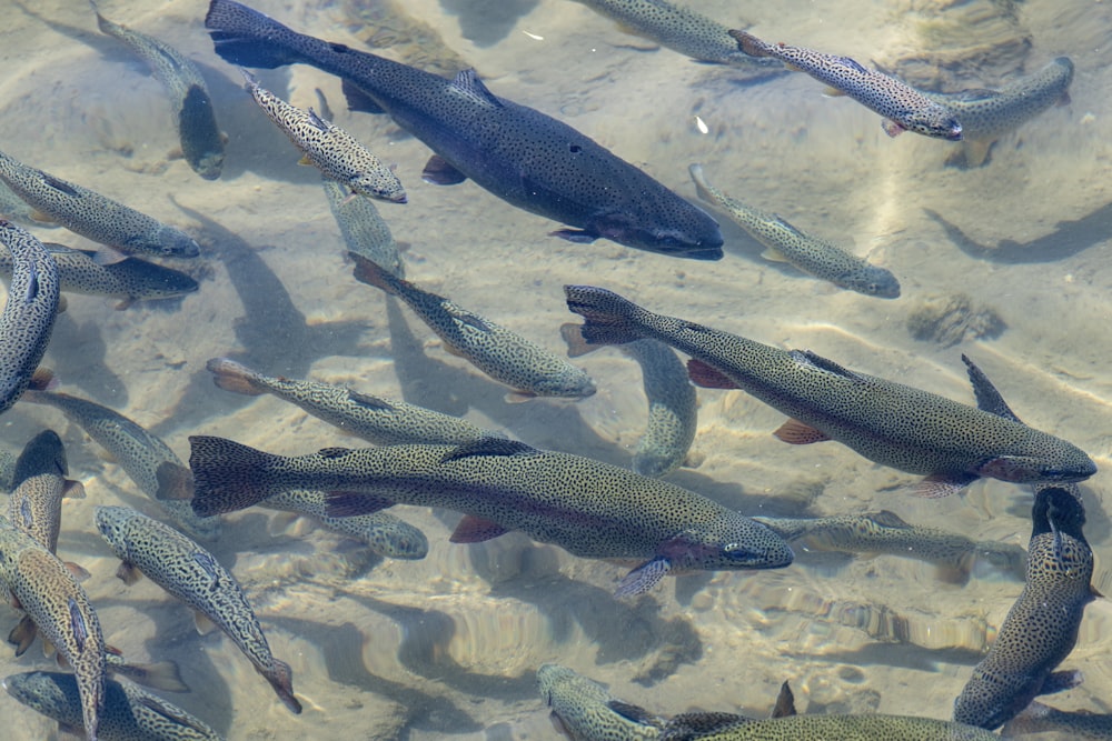 Eine Gruppe schwimmender Fische