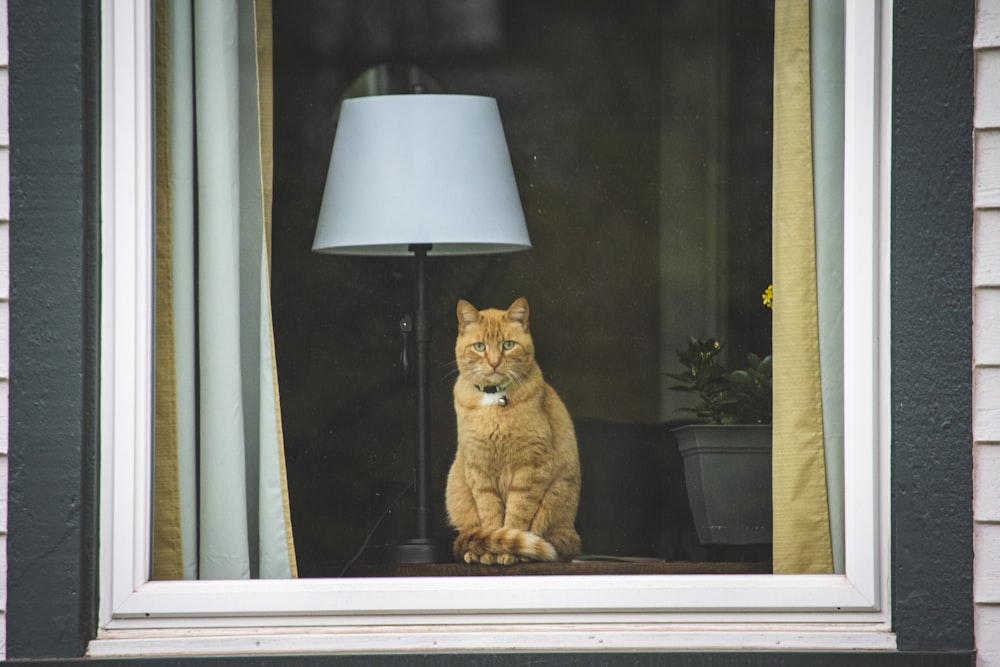 a cat sitting on a window sill looking out a window