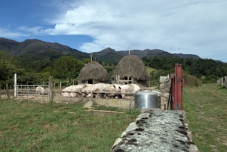 A rural farm setting with several pigs gathered in a pen in front of two thatched-roof structures. The backdrop features rolling hills and lush greenery under a partly cloudy sky. A stone wall and metal gate are in the foreground, with a metal container nearby.