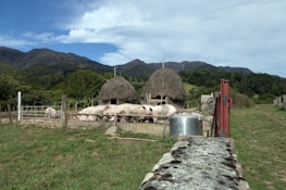 A rural farm setting with several pigs gathered in a pen in front of two thatched-roof structures. The backdrop features rolling hills and lush greenery under a partly cloudy sky. A stone wall and metal gate are in the foreground, with a metal container nearby.