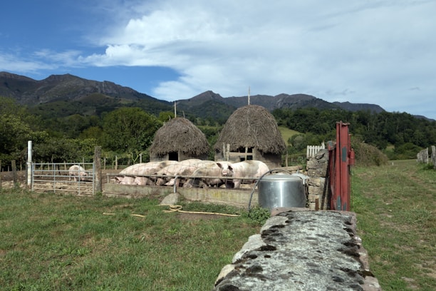 A rural farm setting with several pigs gathered in a pen in front of two thatched-roof structures. The backdrop features rolling hills and lush greenery under a partly cloudy sky. A stone wall and metal gate are in the foreground, with a metal container nearby.