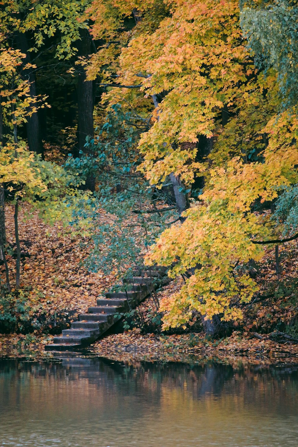 a river with trees around it