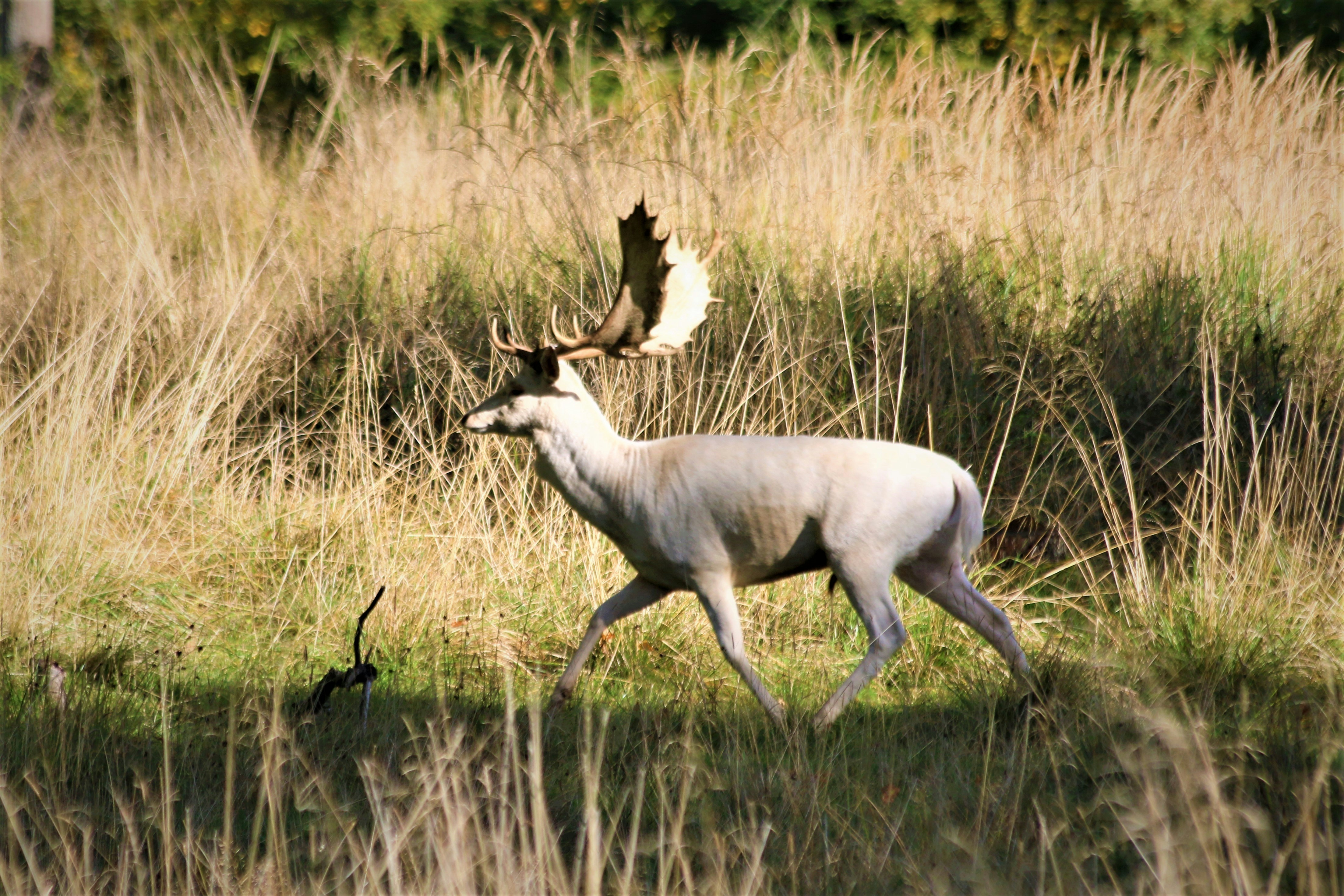 a deer running through a field