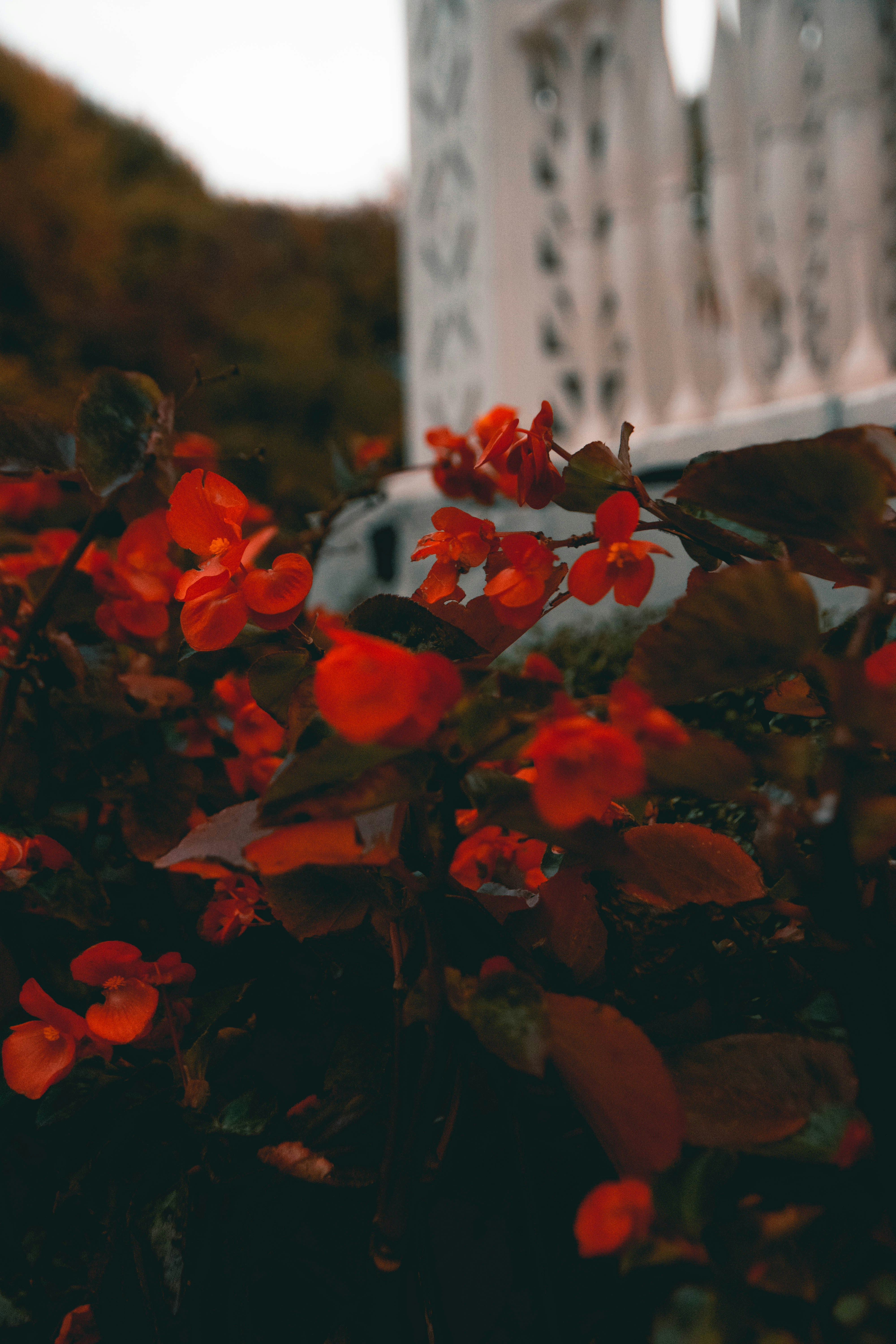 a close up of some flowers