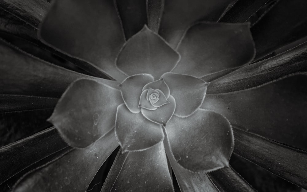 a close up of a flower