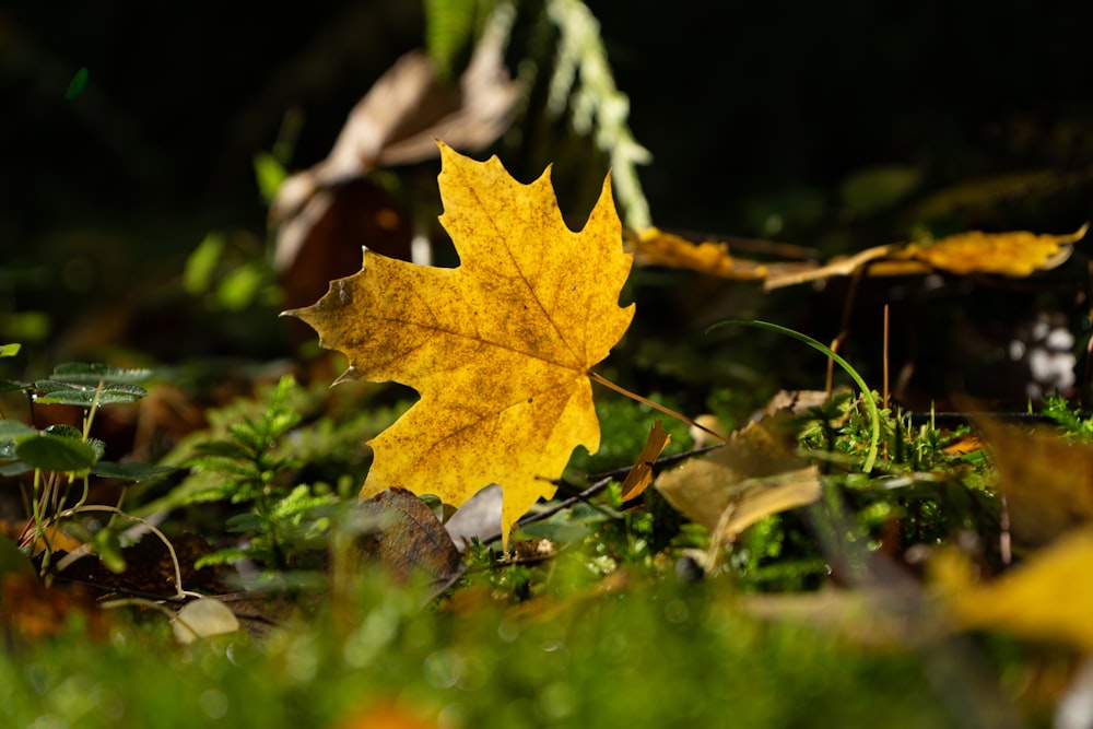 a yellow leaf on a branch