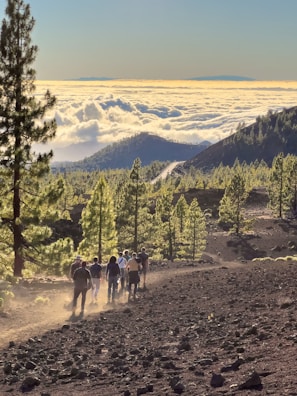 Travelers walking along a forest trail surrounded by tall pine trees near Shimla.