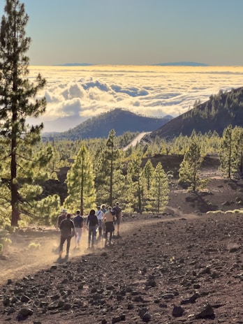 Volunteers working together on a forest trail surrounded by towering pine trees.