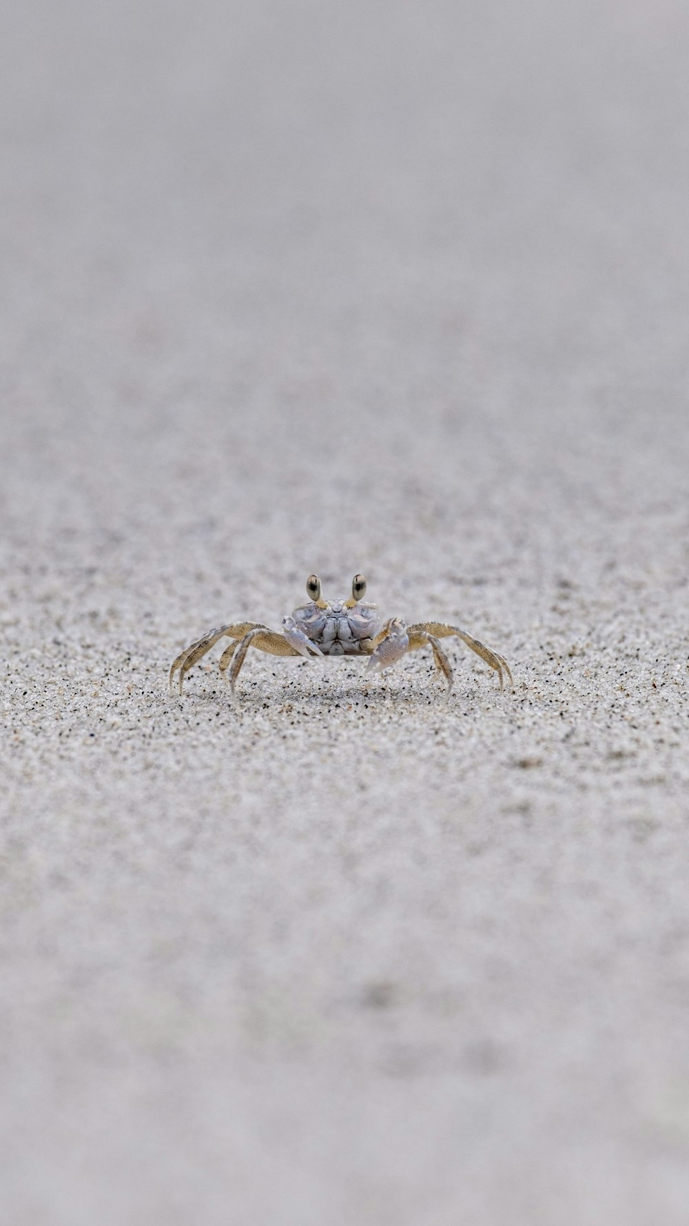 a crab on a beach