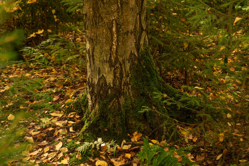 a tree with many branches and leaves