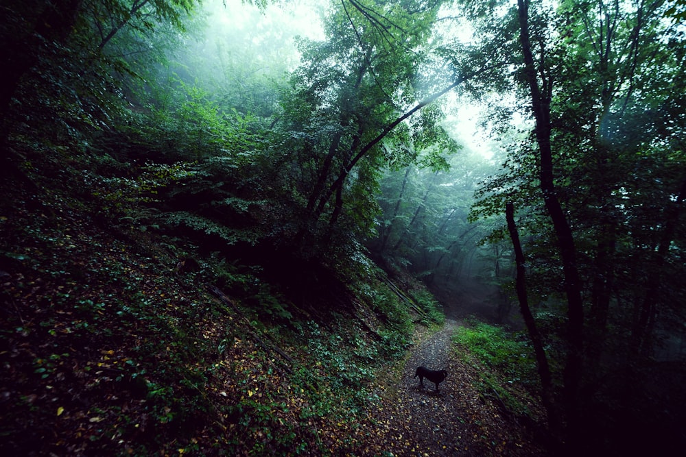 a dog walking on a trail in the woods