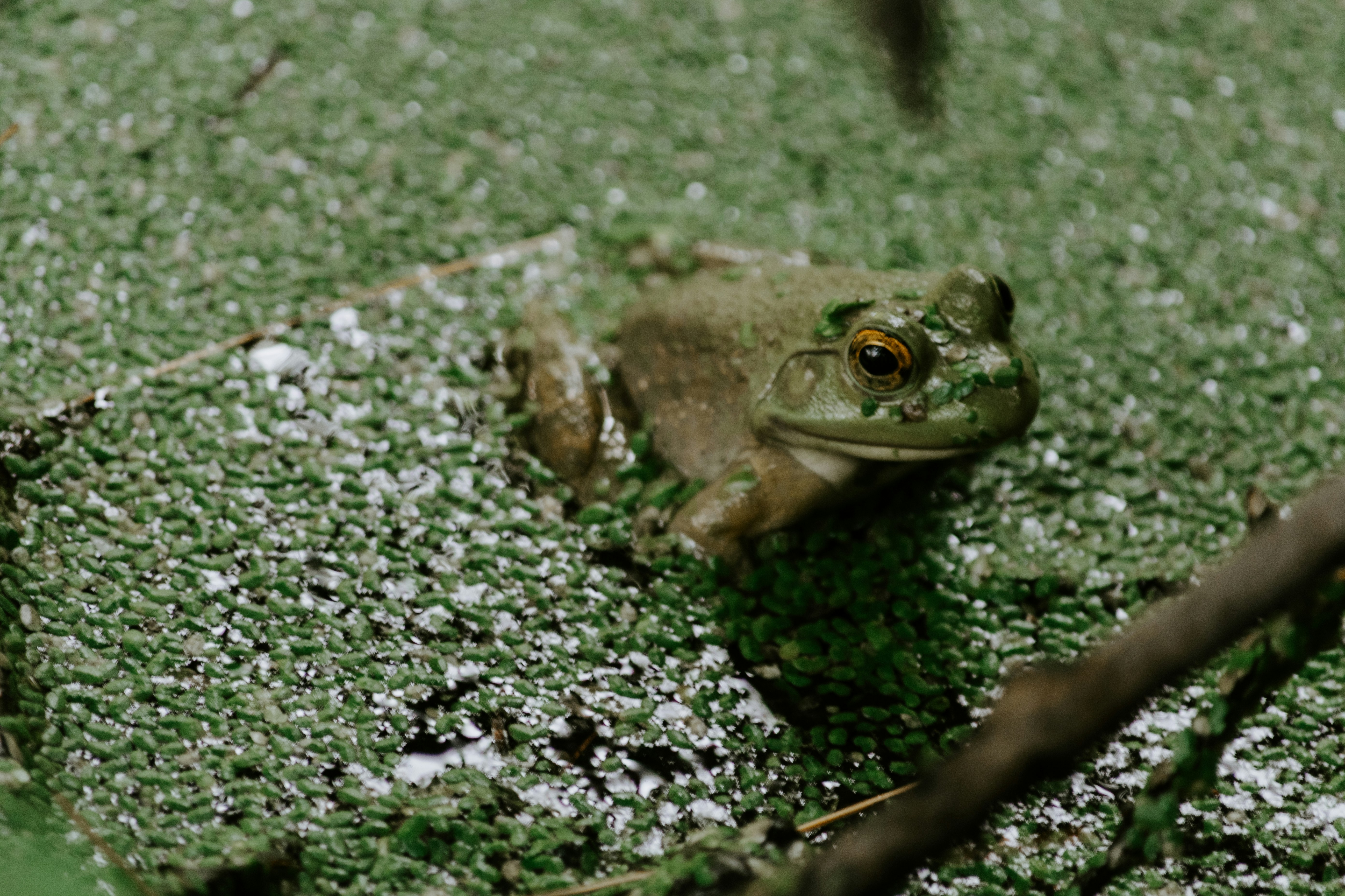 a frog on a rock