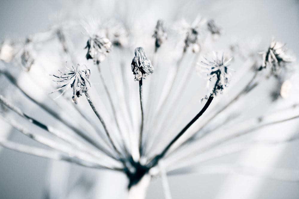 a close up of a plant