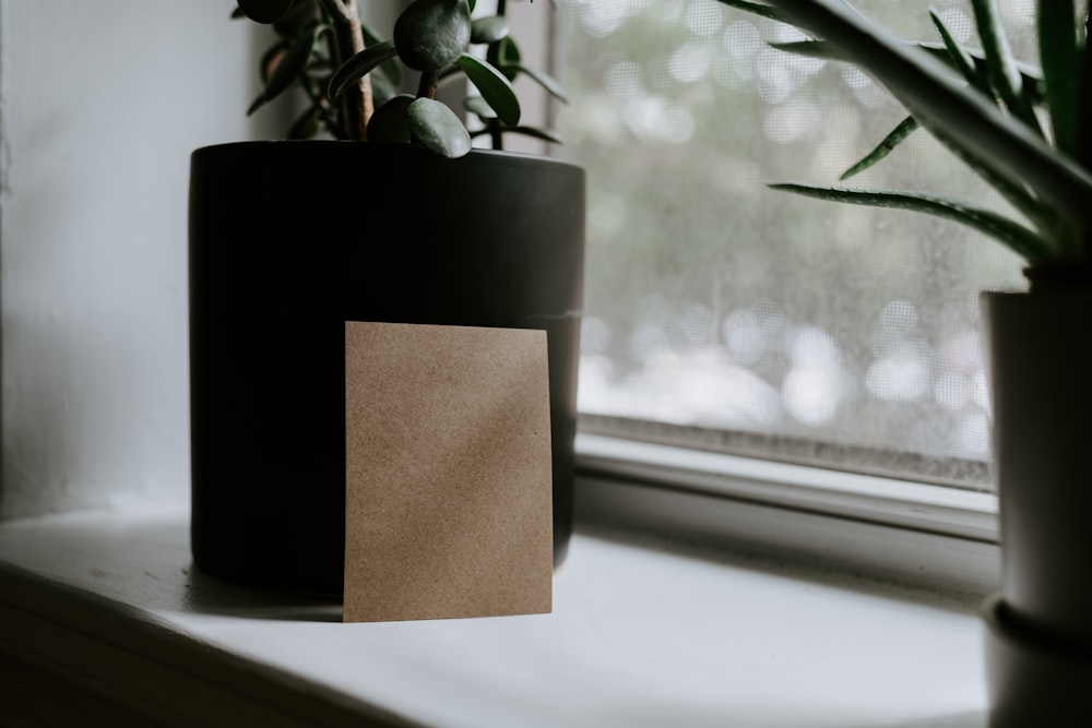 a plant in a pot