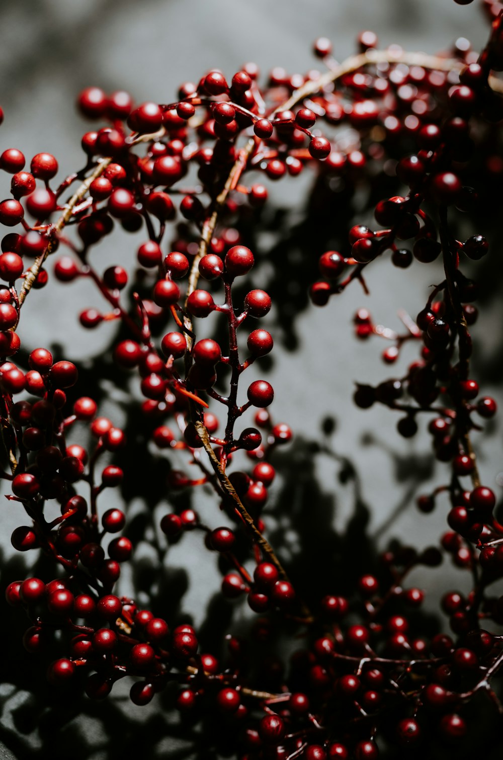 a tree with red berries