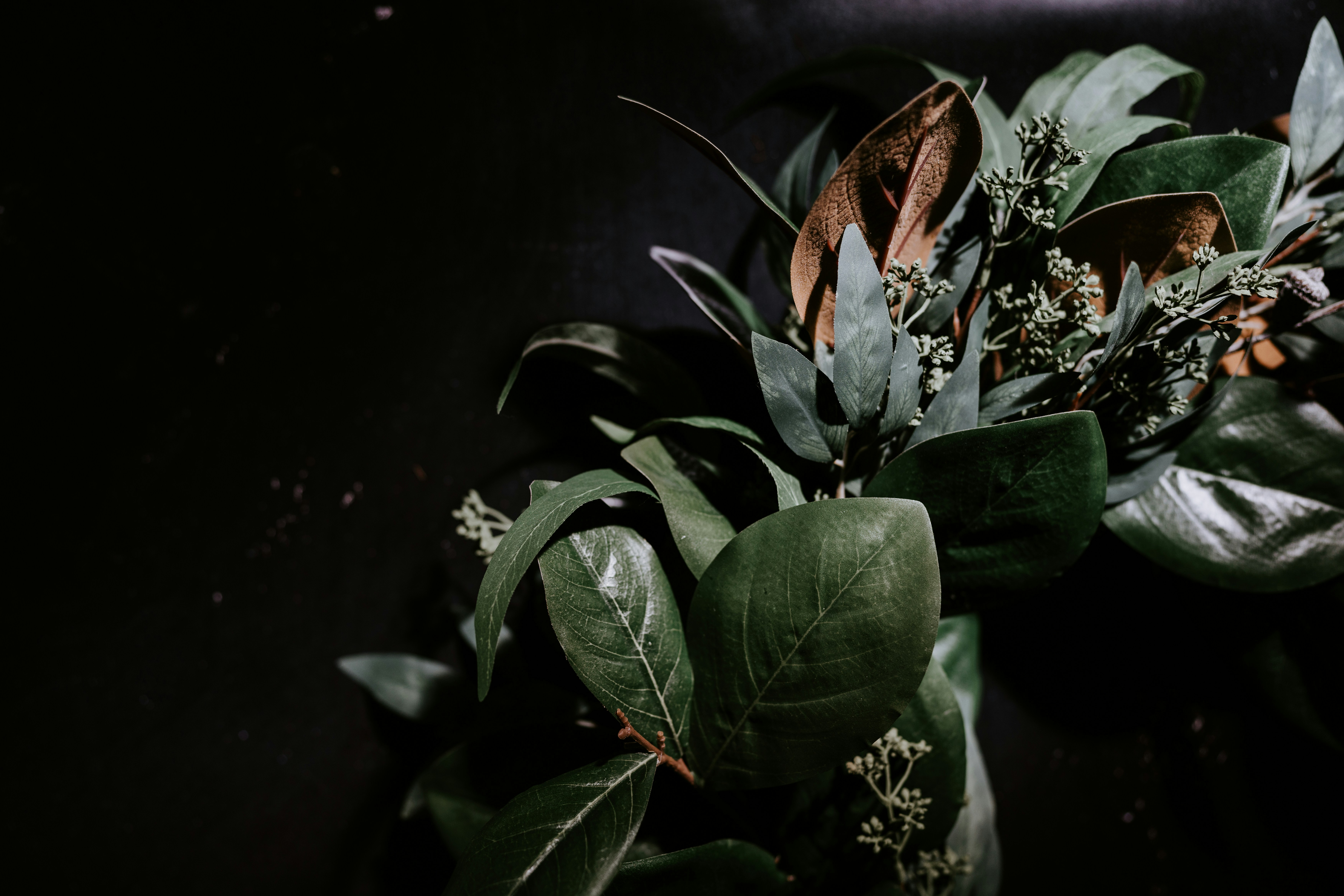 mid century modern plants, wallpaper, Bathroom Plants: Luxury Mid-Century Modern Style 4