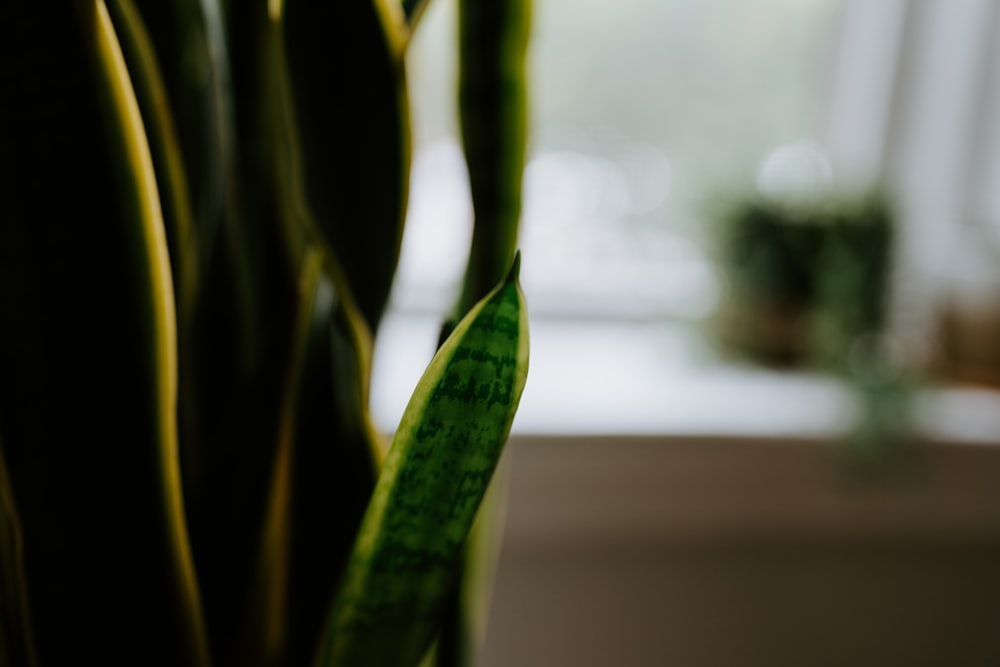 a close up of a plant