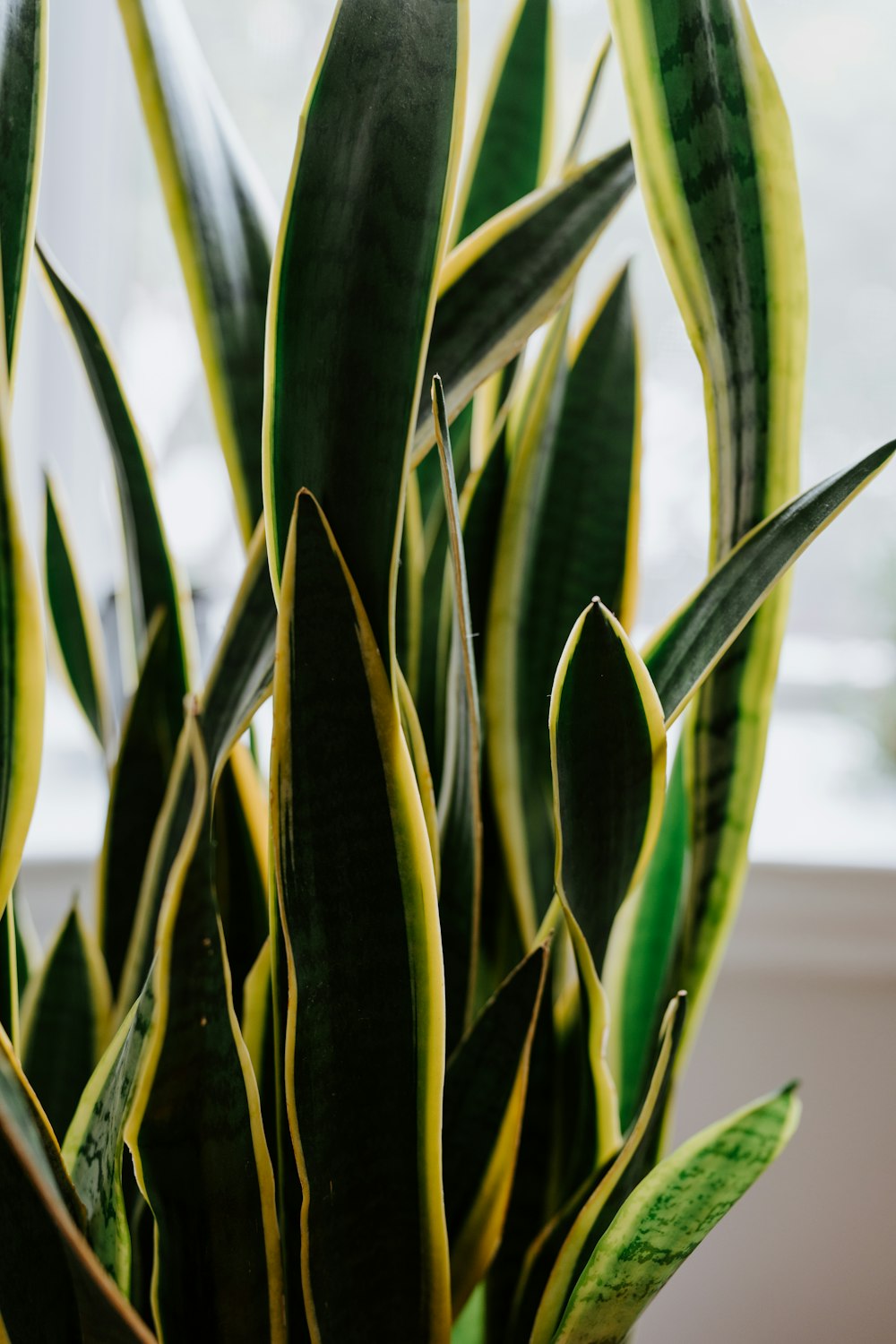 a close-up of a plant