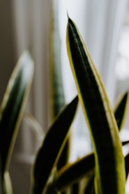 a close up of a plant