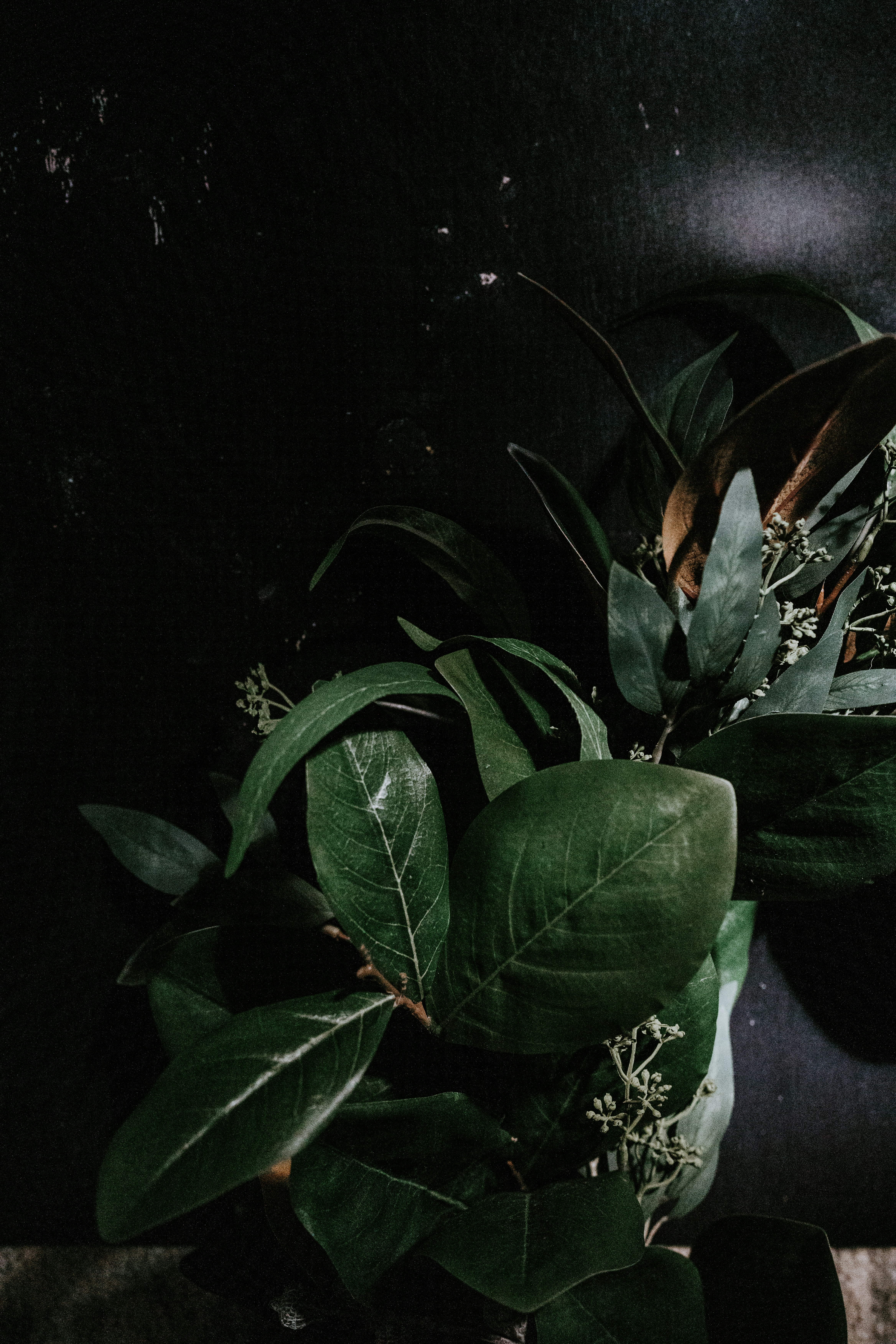 mid century modern plants, wallpaper, Bathroom Plants: Luxury Mid-Century Modern Style 6