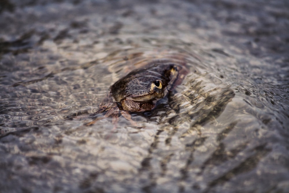 a frog on a rock