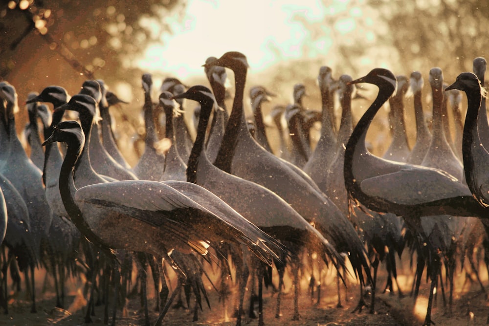 a group of birds