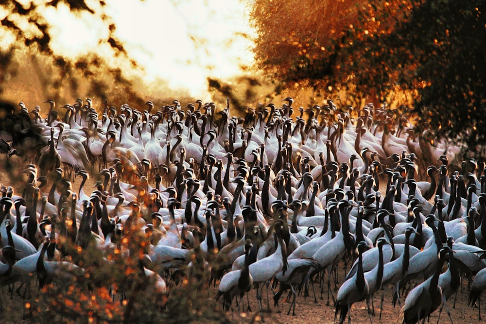 a large group of birds