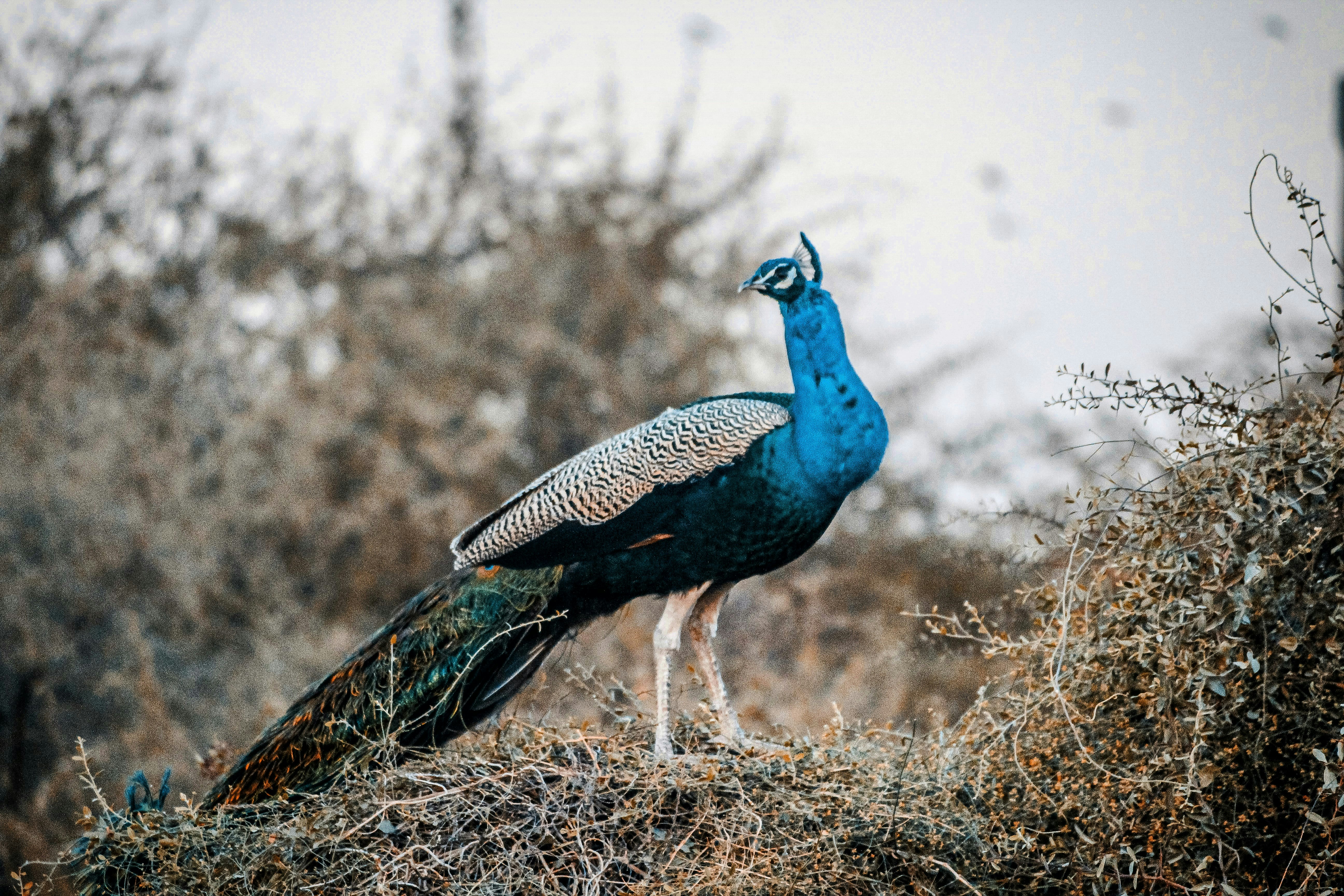 Photo by pragyanshup