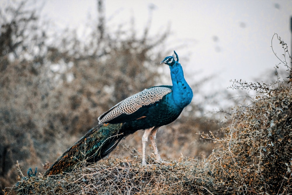 a peacock standing on the ground