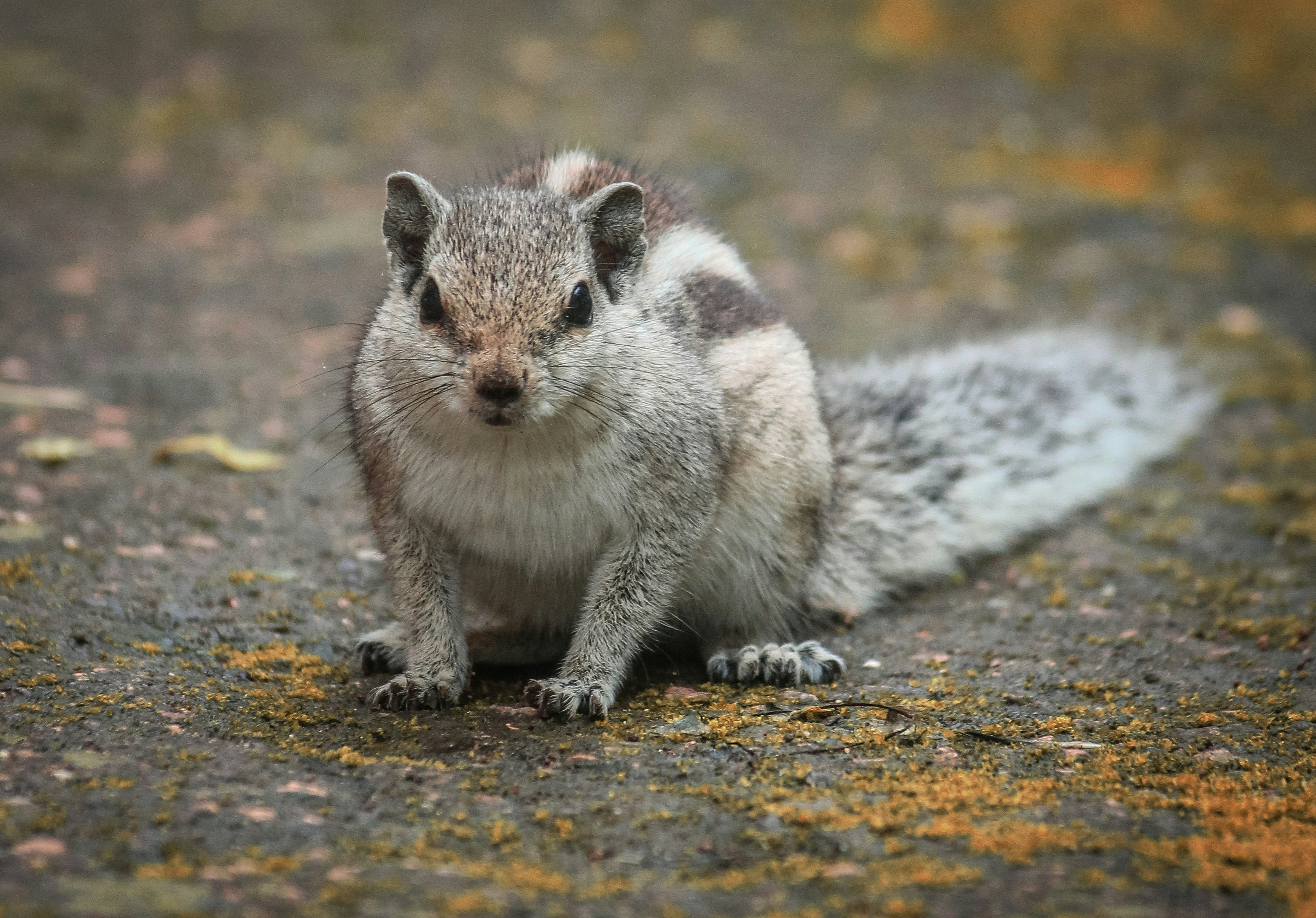 Photo by pragyanshup