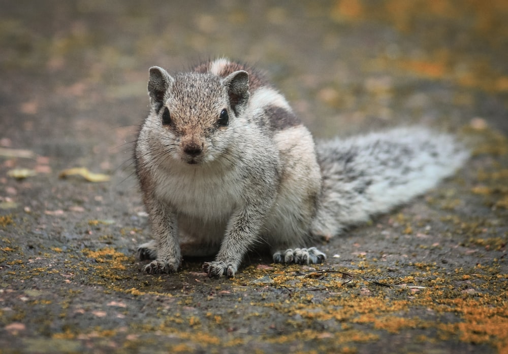 a small animal standing on a rock