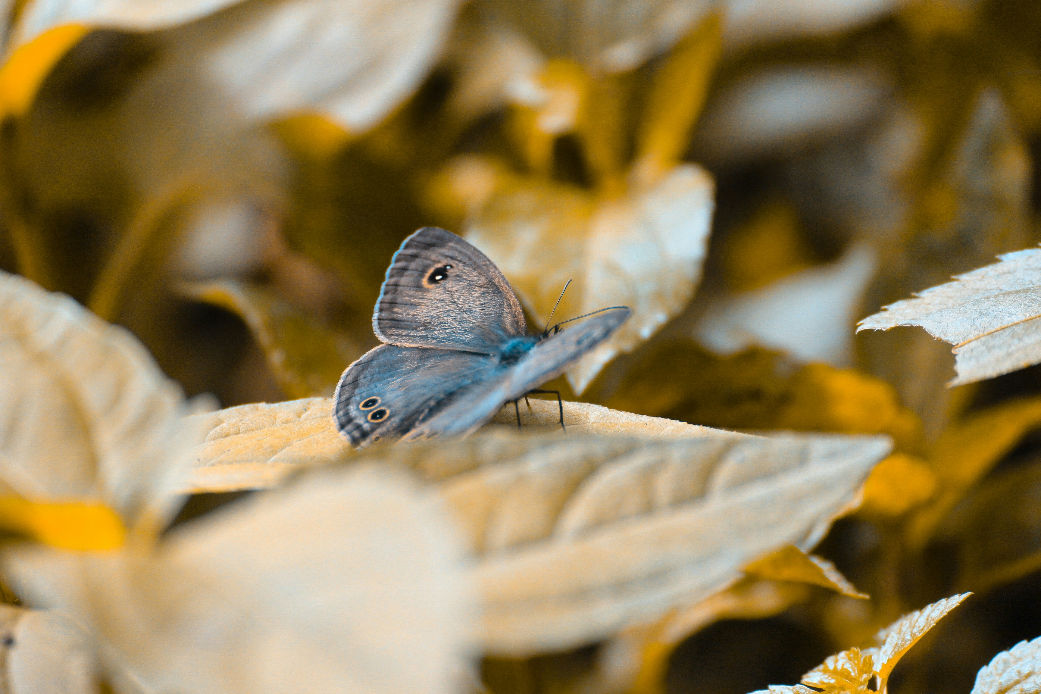 Photo by pragyanshup