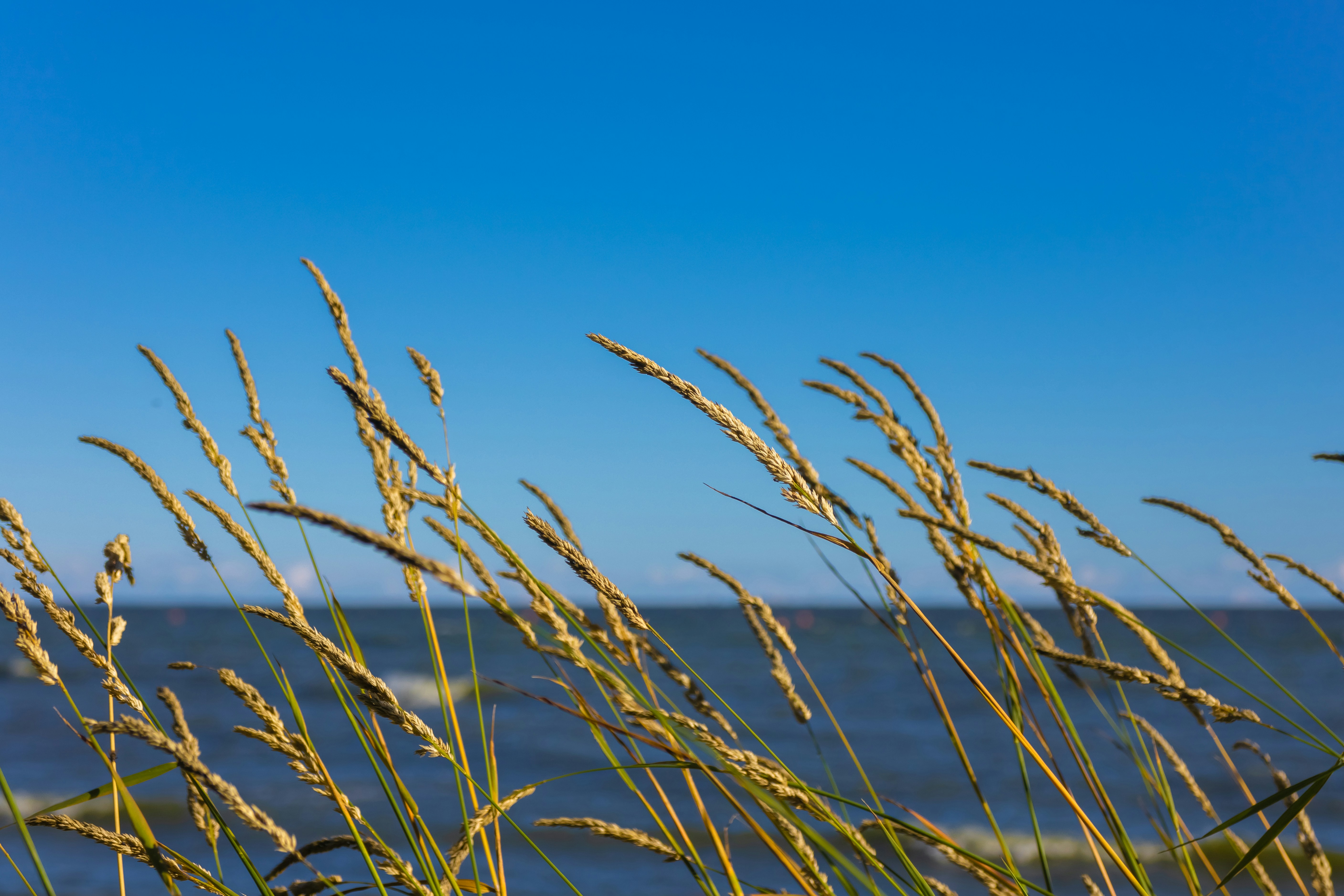 Photo by nikkitenkos