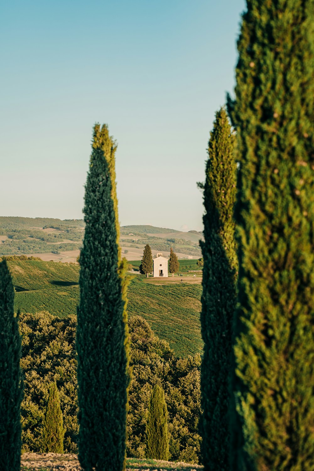 Un campo di piante verdi