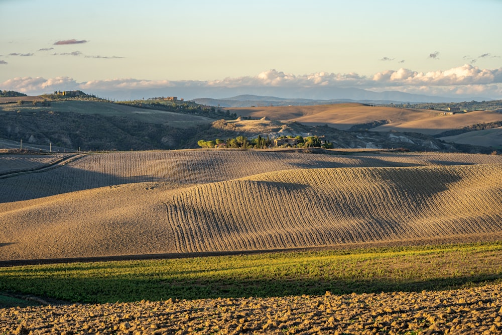 a large field of crops