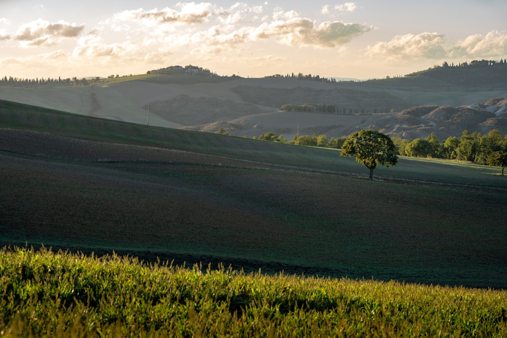 un grande campo verde con un albero