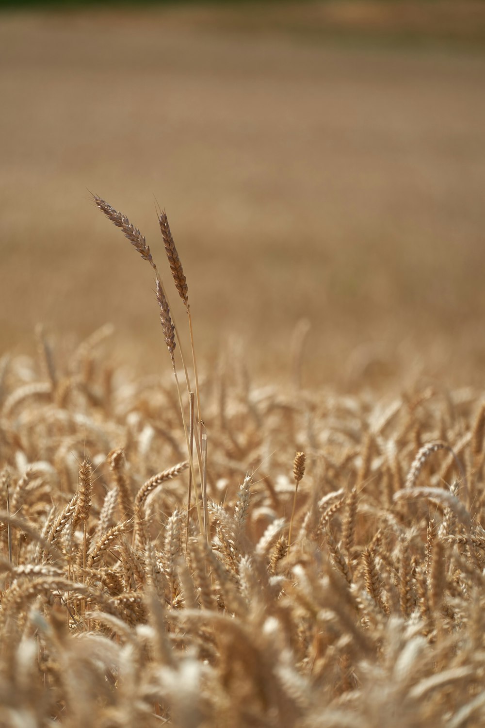 a close up of wheat