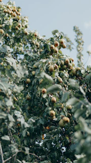 a tree with fruits on it