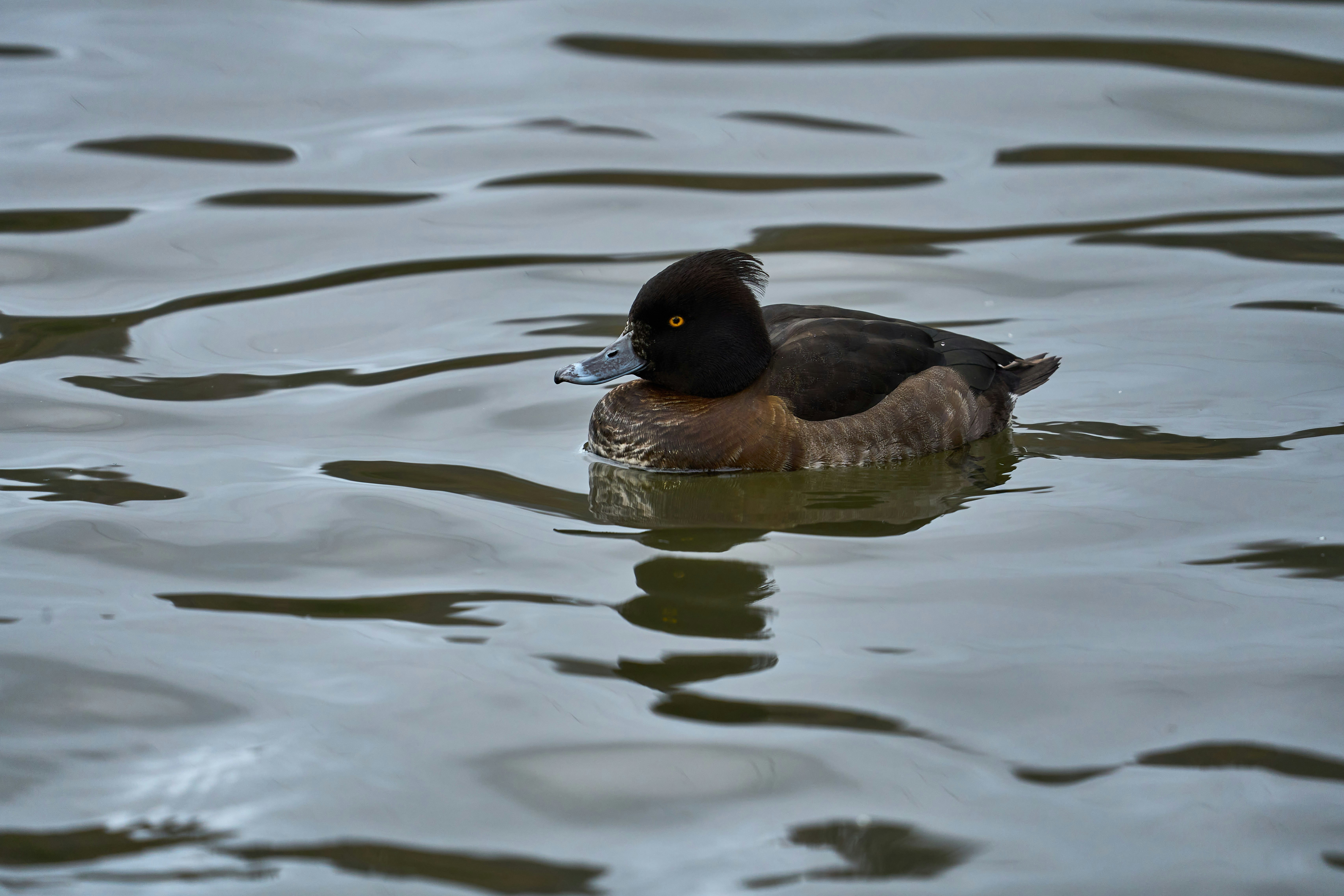 Photo by wolfgang_hasselmann