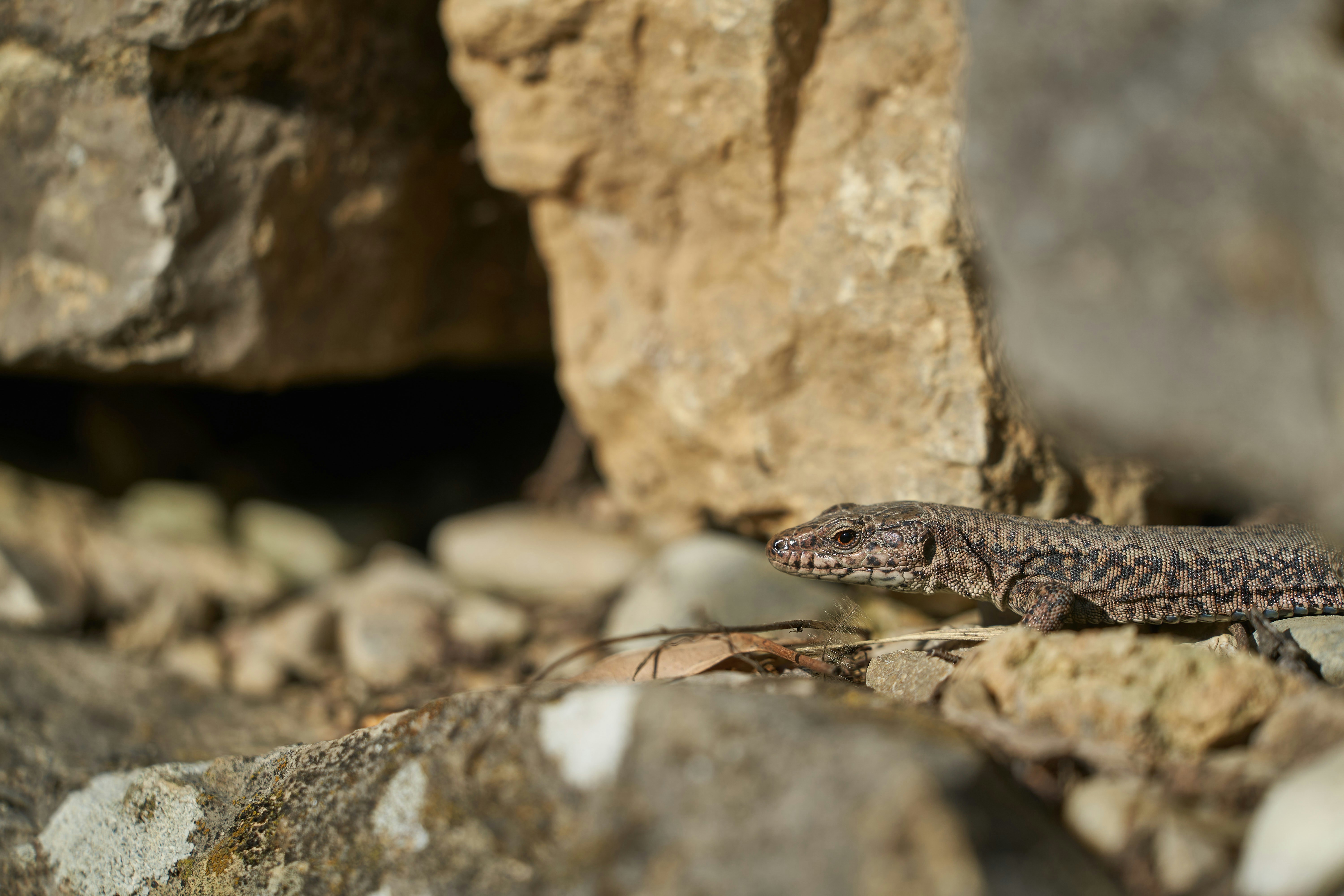 Photo by wolfgang_hasselmann