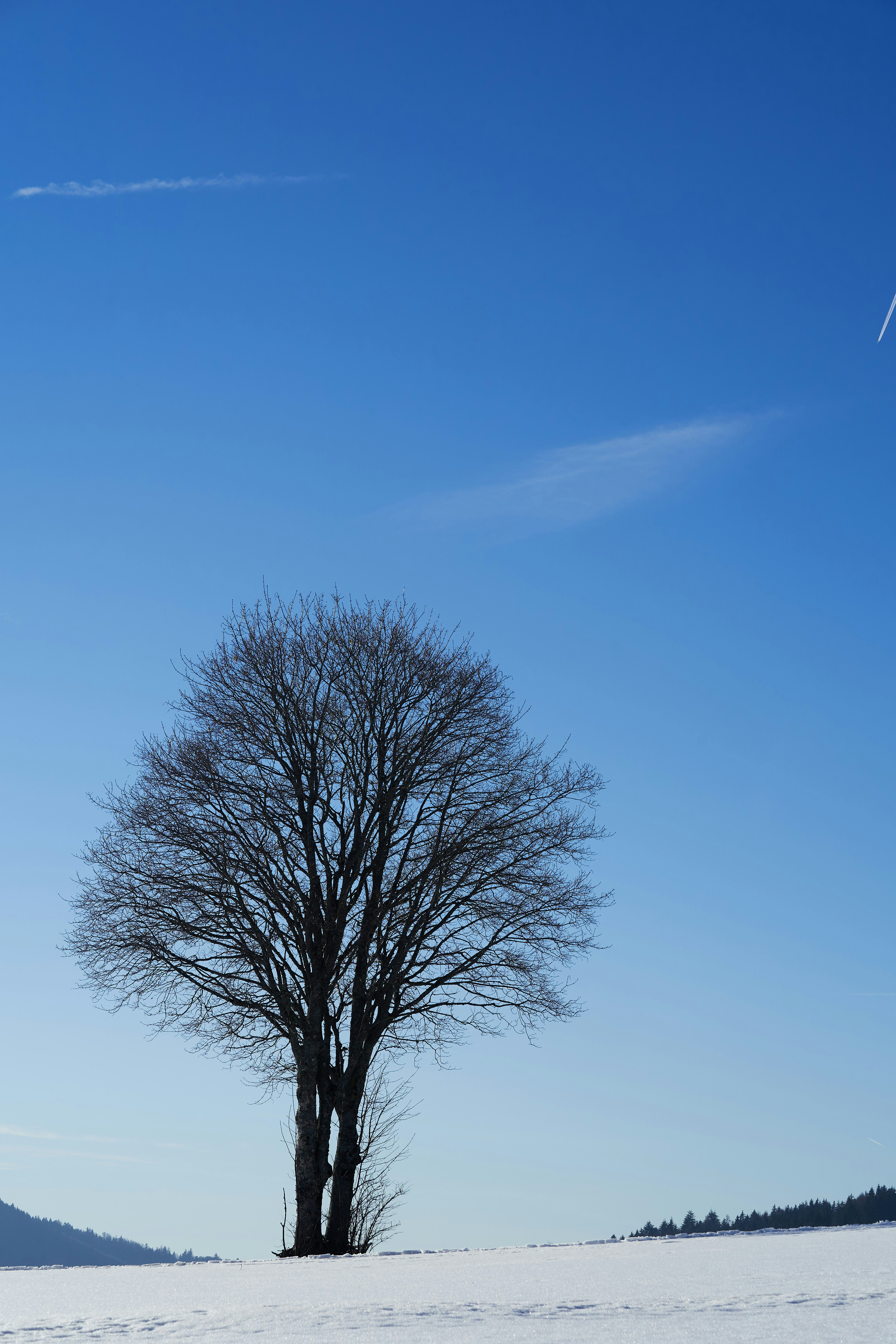 Photo by wolfgang_hasselmann