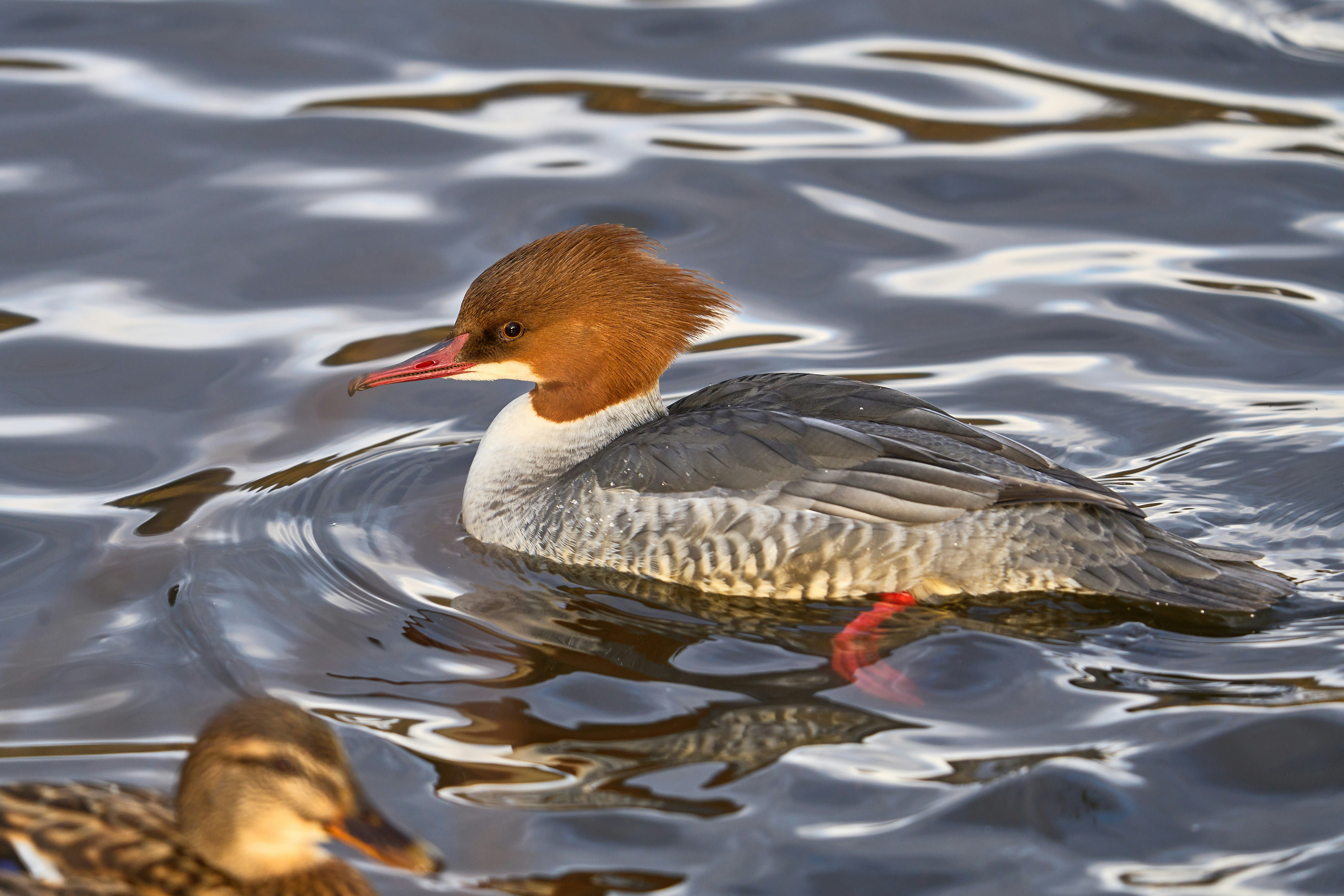 Photo by wolfgang_hasselmann