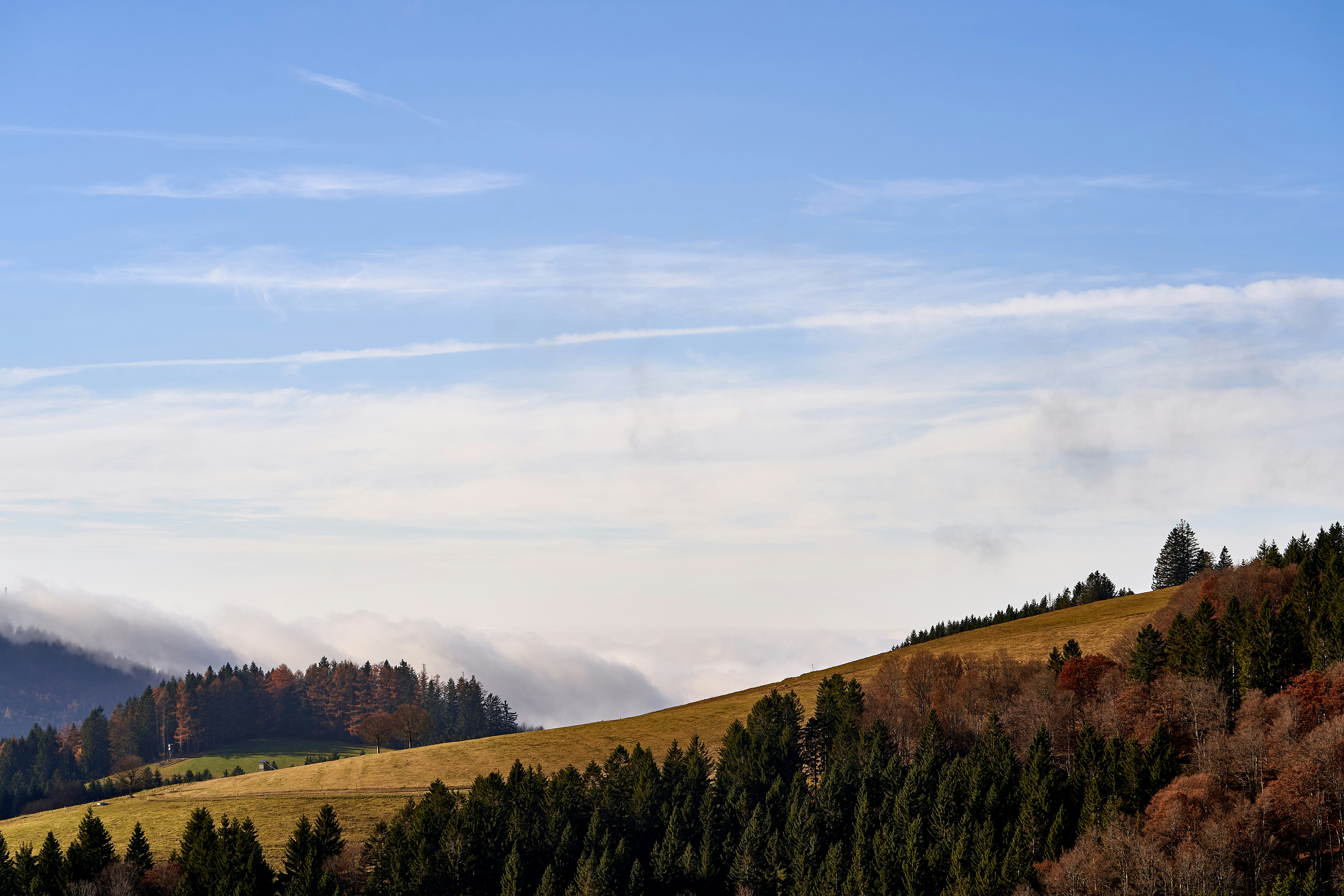 Photo by wolfgang_hasselmann