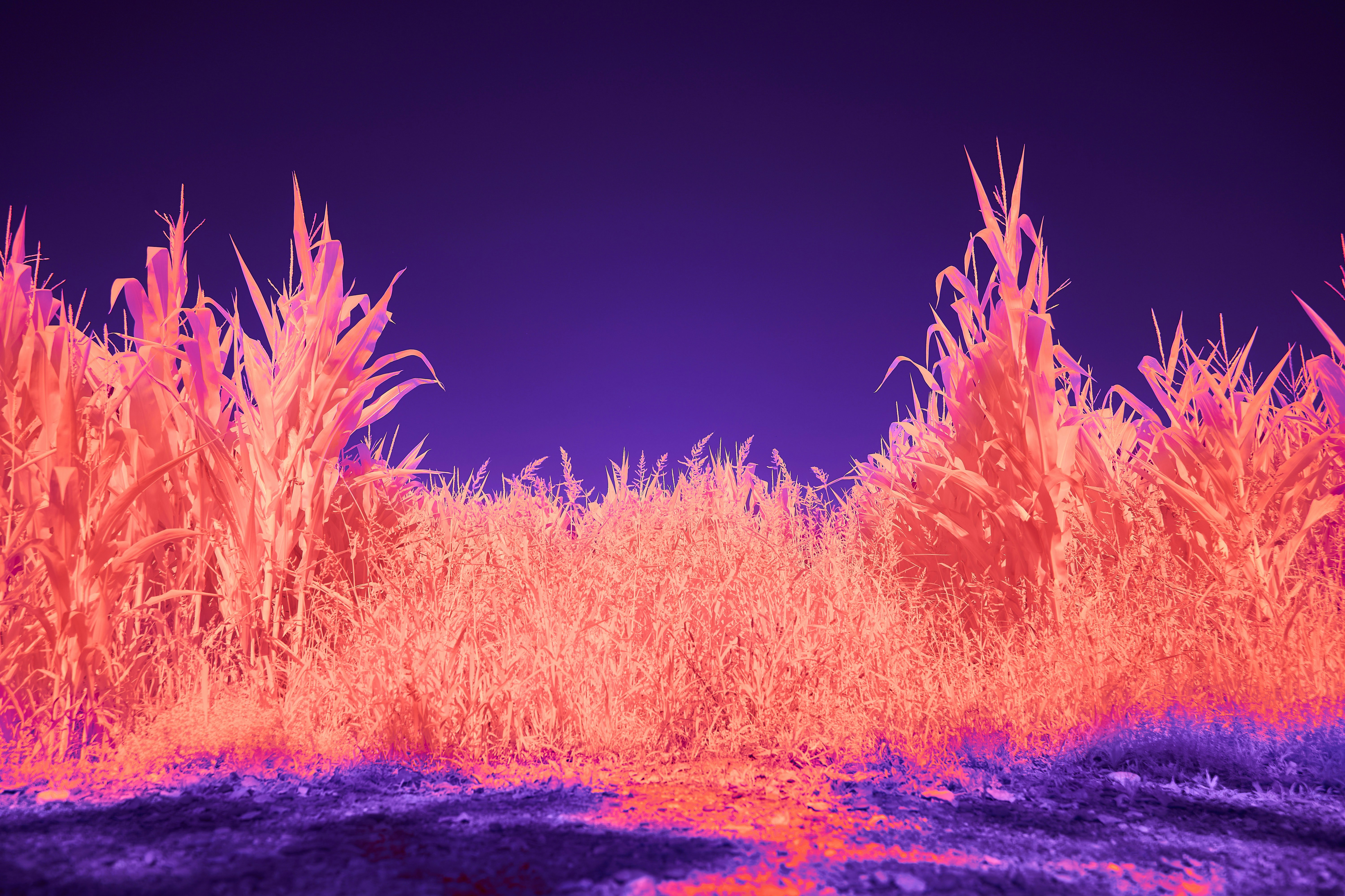 Photo by wolfgang_hasselmann