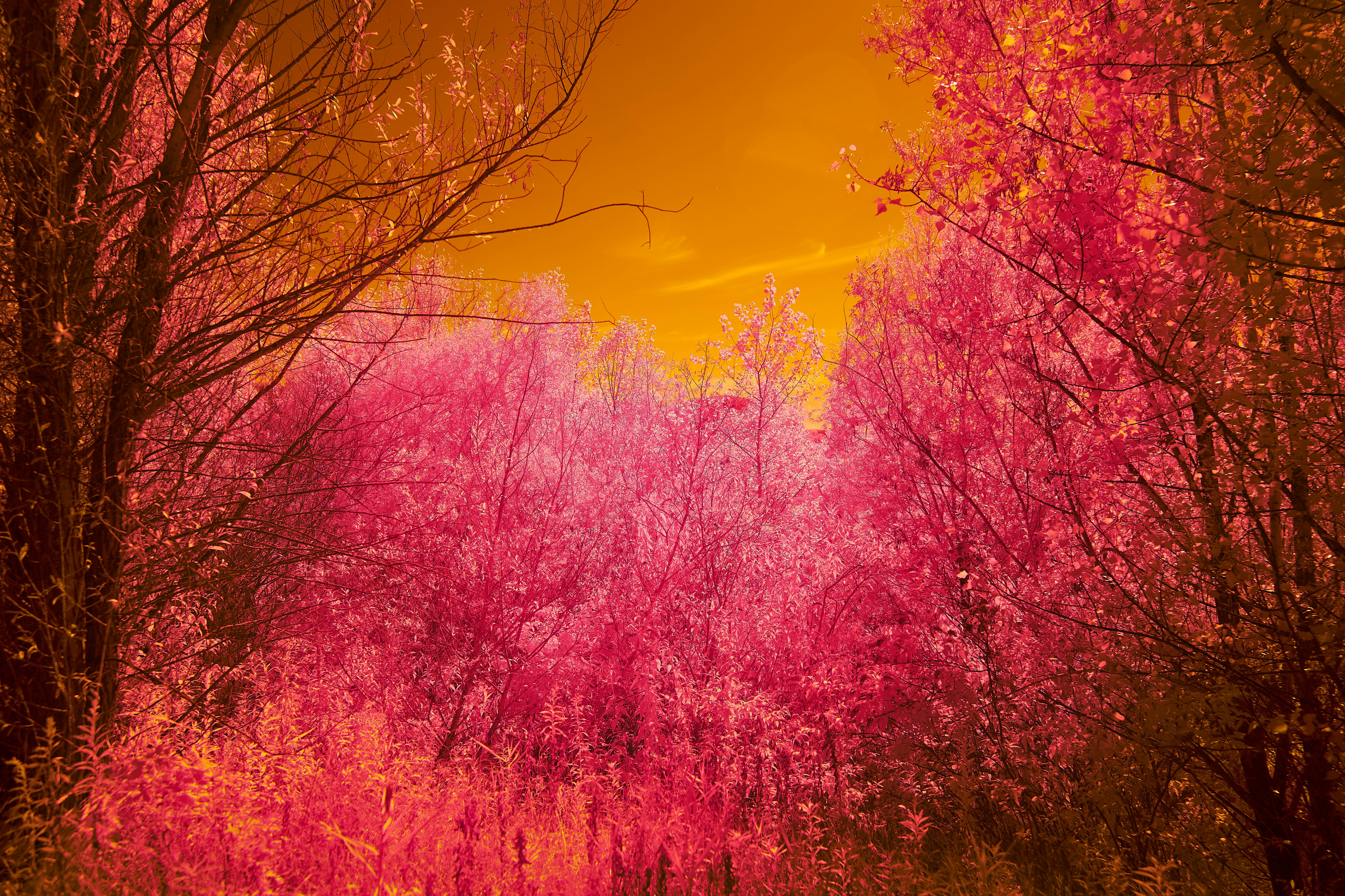 Photo by wolfgang_hasselmann