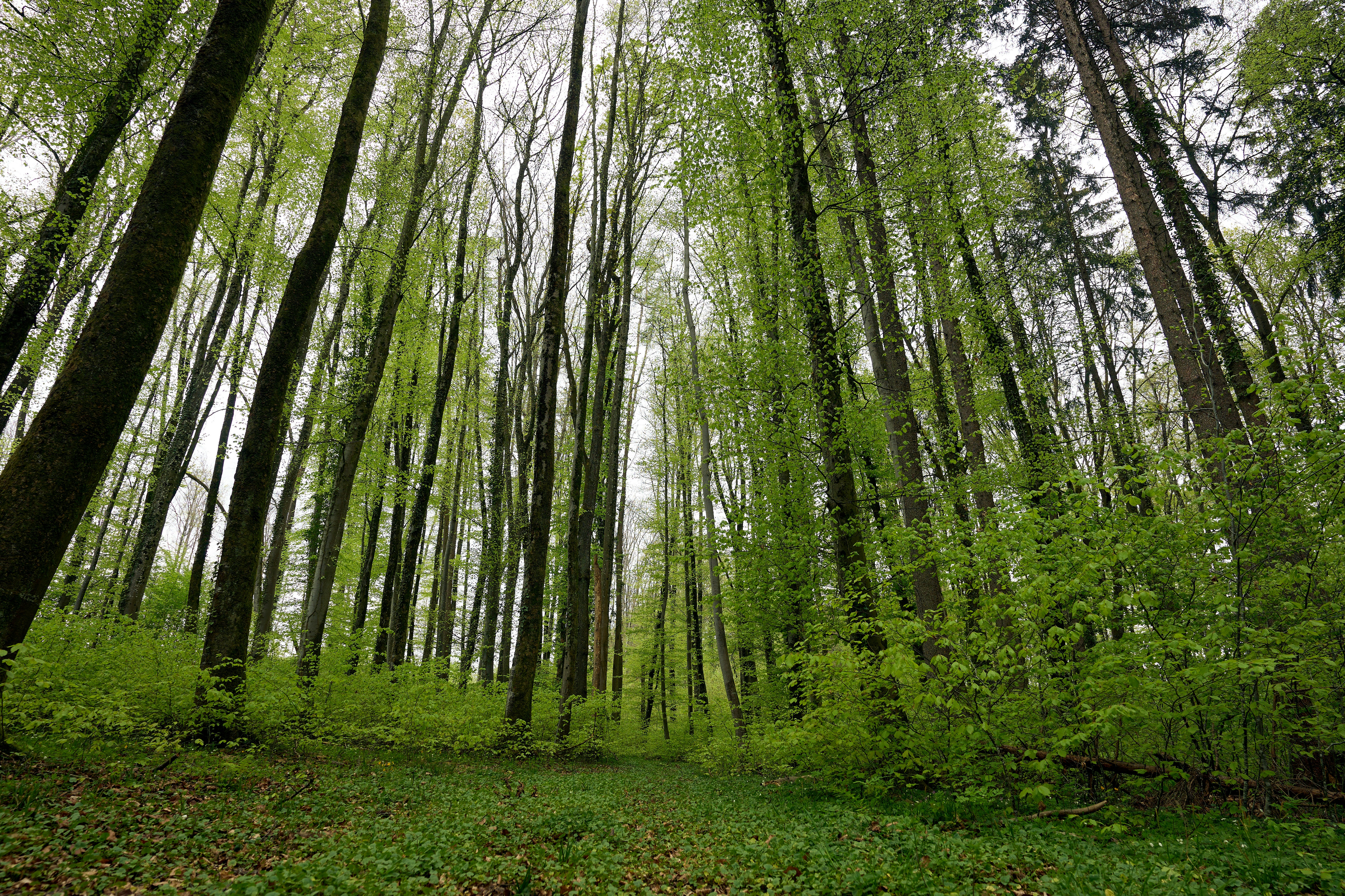 Photo by wolfgang_hasselmann