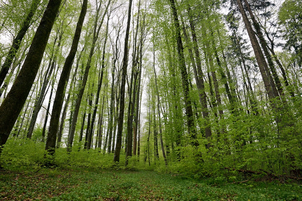 a forest of trees