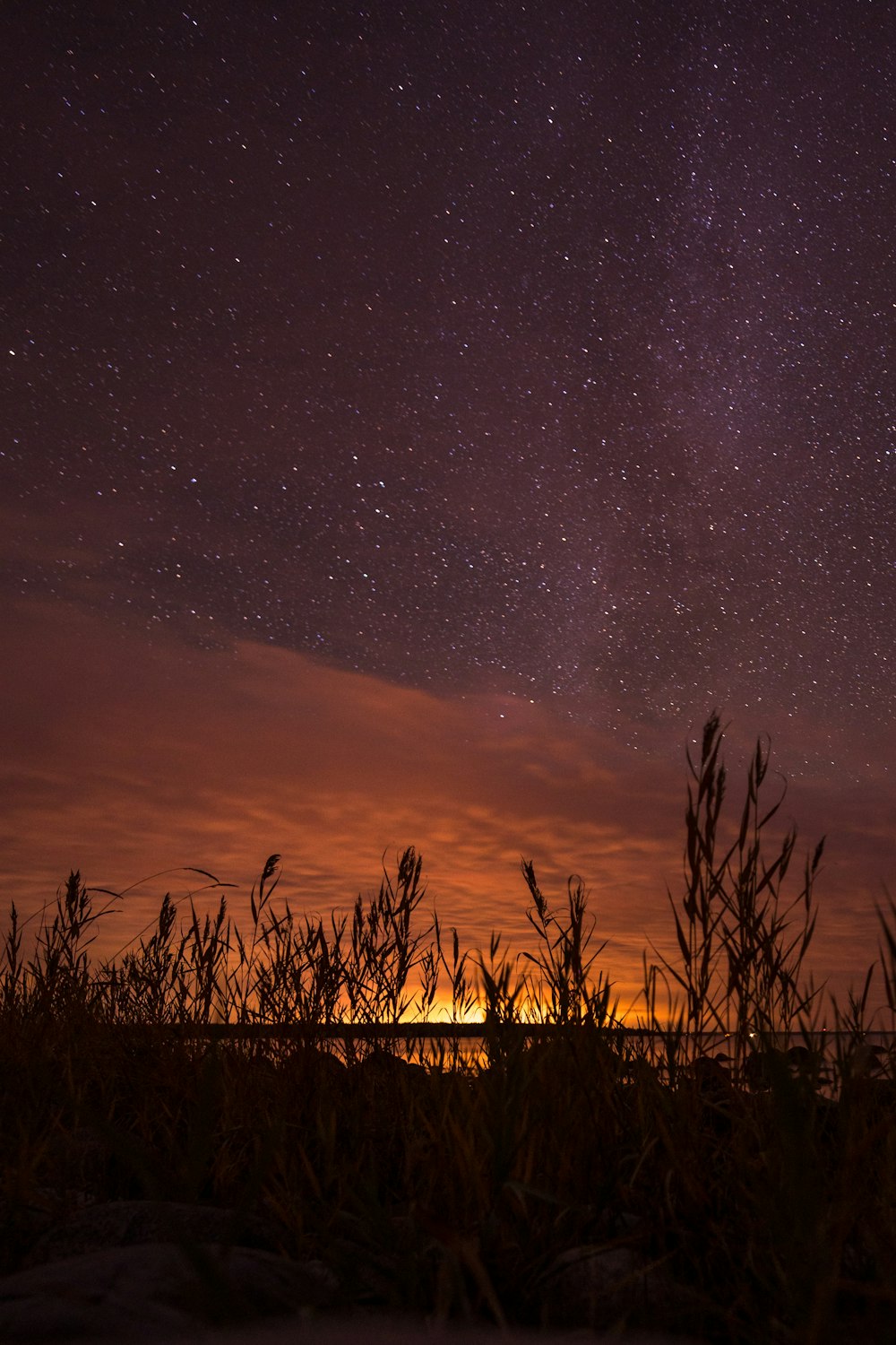 a field with trees and a starry sky